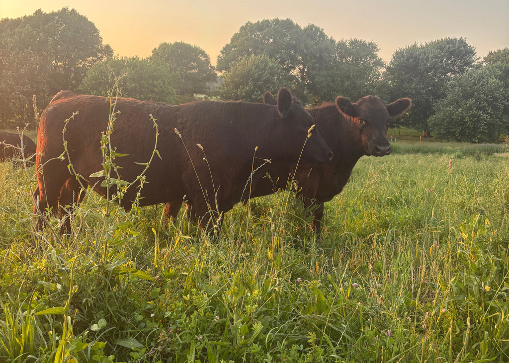 Bulk Grassfed Beef