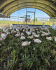 The Half Year Chicken Bundle