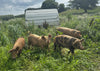 Bulk GrassFed Pork
