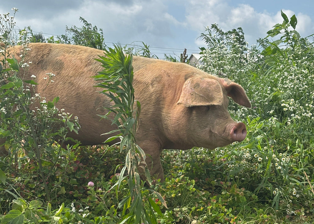 Bulk GrassFed Pork
