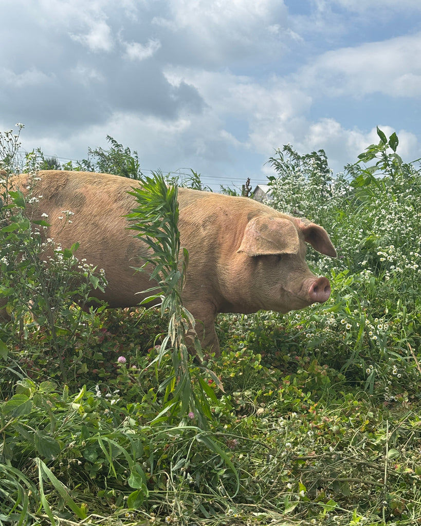 Bulk GrassFed Pork
