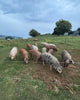 Bulk GrassFed Pork