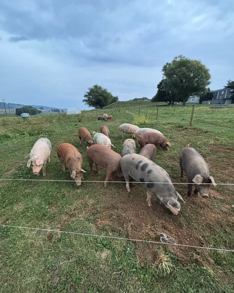 Bulk GrassFed Pork