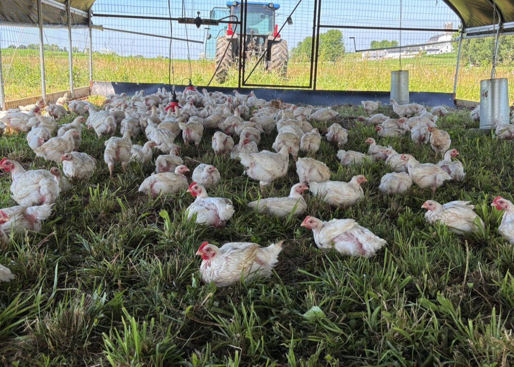 The 1 Year Chicken Bundle/Free Freezer